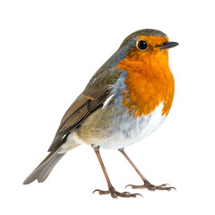 A close-up, isolated image of a European robin with vibrant orange breast