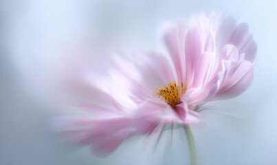 Obraz premium Soft Pink Cosmos Flower in Dreamy, Ethereal Light: A Gentle Botanical Beauty for Calming Designs