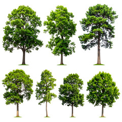 Isolated images of various healthy green trees with diverse shapes, transparent background