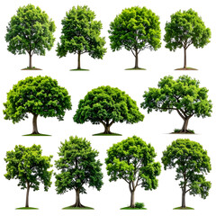 A collection of various leafy trees, isolated on a black background, offering diverse shapes