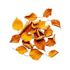 Fototapeta premium Autumn leaves scattered abstract pattern isolated isolated on transparent background