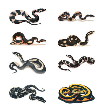 Ball python collection realistic vector set