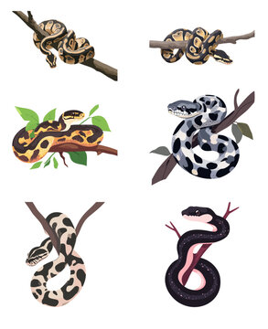 Black Pastel Ball Python Vector Illustration