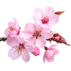 Delicate pink cherry blossoms bloom on a branch with some buds in a close-up view