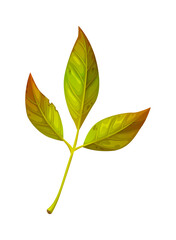 Cartoon ash leaf from seasonal autumn tree branch. Green and orange fraxinus foliage from ash forest in Thanksgiving fall season