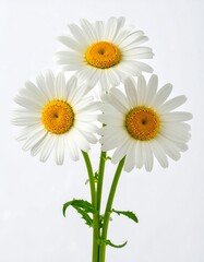 Three white daisies against a white background (1)