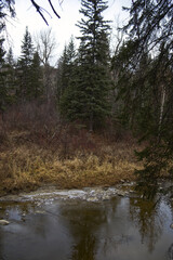 Cloudy Autumn Day at Whitemud Park