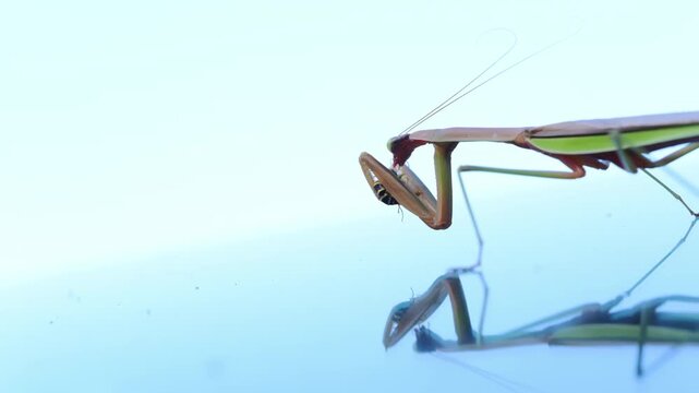 Praying mantis hunting and eating a wasp on a smooth reflective blue surface. insect sharp forelegs grip bee as it feeds, predatory nature and survival instincts
