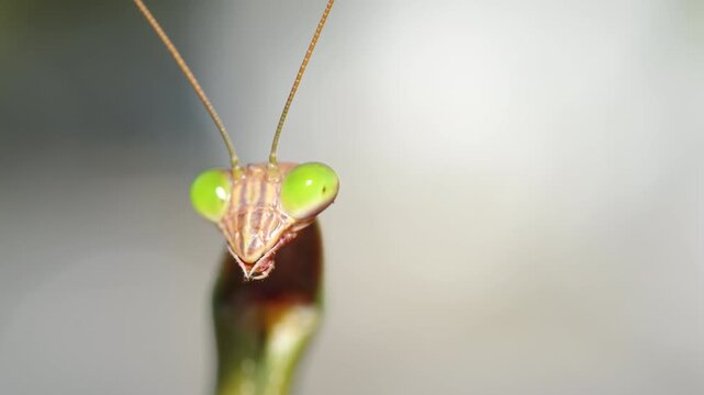 Closeup of a praying mantis head and eyes standing with a blurred green background. The insect elongated body, folded forelegs, triangle head with visible antennae. 