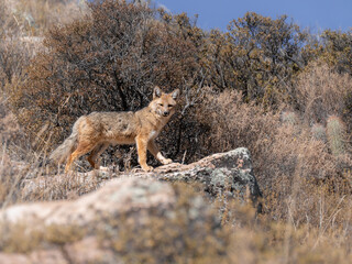 Zorro en el altiplano chileno