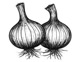 Two detailed black and white illustrations of onions