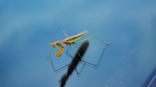Closeup view of praying mantis standing on the reflective blurred surface. The insect elongated body, folded forelegs, triangle head with visible antennae. Top down view