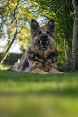 Long-haired German Shepherd with a ball in its mouth on the lawn in the garden.
