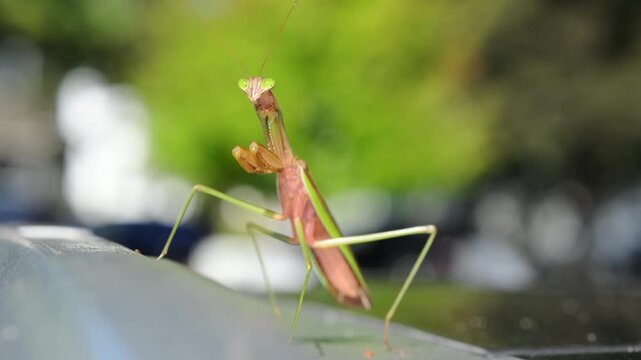 Closeup of a praying mantis standing on a car metal surface, with a blurred green background. The insect elongated body, folded forelegs, head with visible antennae. 