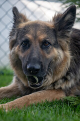 Long-haired German Shepherd with a ball in its mouth on the lawn in the garden.
