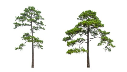 Two pine trees against white background