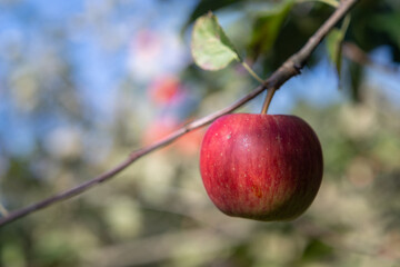 Red apple on a twig on the tree.
