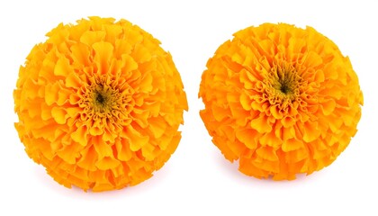 Two vibrant orange marigold blossoms