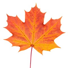 Vibrant autumn maple leaf against white