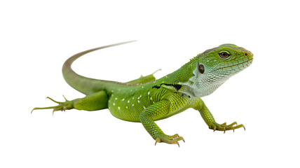 Naklejka premium Vibrant green lizard with detailed scales and piercing eyes