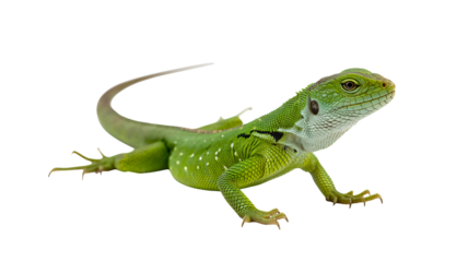 Vibrant green lizard with detailed scales and piercing eyes