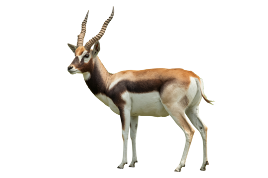 Elegant blackbuck antelope with majestic spiral horns standing alert
