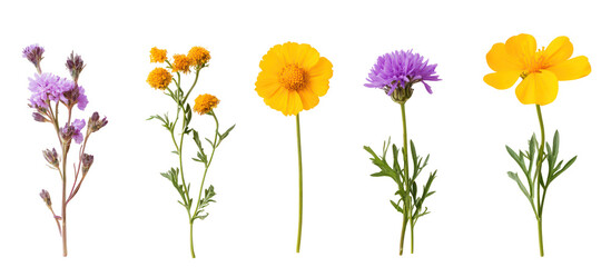 Collection of five wildflowers isolated on transparent background