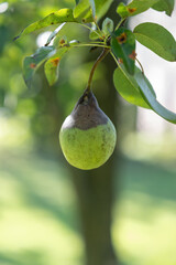 Rotting pear on a twig with green leaves on the tree.
