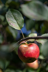 Partially eaten red apple by a wasp, gradually rotting on the tree.
