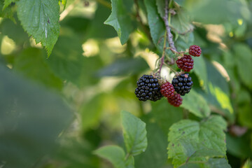 Ripe blackberry fruits on a twig with green leaves.
