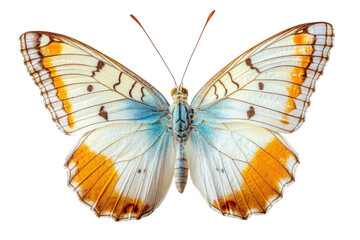 Fototapeta premium Orange and blue butterfly with spread wings illustration isolated on Transparent Background