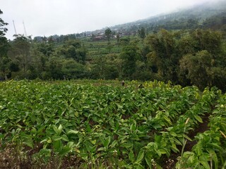 Landscape of fresh green tobacco plants or Nicotiana abacum in fields on the slopes of Mount Merapi in Java, Indonesia
