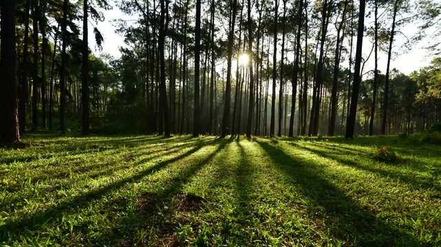Mountain evergreen pine tree forest time lapse at the summer or autumn time. Wild nature, clear water and rural valley. Sun rays, small creek and yellow grass.
