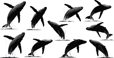 Humpback whale breaching sequence illustration, ocean wildlife silhouette vector, marine animal jump design, aquatic nature art, sea life concept image © Sakib World