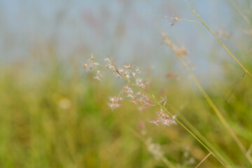 Dreamy Nature Abstract: Minimalist Shot of Grass and Bokeh in Summer.