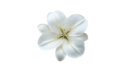 Isolated single white lily flower with speckled petals open