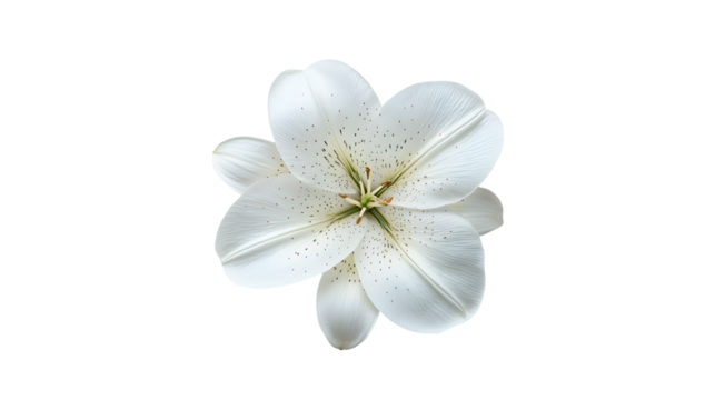 Isolated single white lily flower with speckled petals open