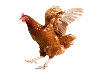 Fototapeta premium A full-body shot captures a brown chicken in mid-air, wings spread, and legs extended. A white backdrop provides clean isolation