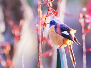 カラフルな背景と可愛いジョウビタキ