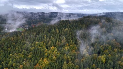 A Beautiful Scenic Forest Landscape Enveloped in Mist and Showcasing Autumn Foliage Colors