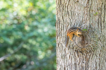 Adorable curious chipmunk sitting  and looking forward.	
