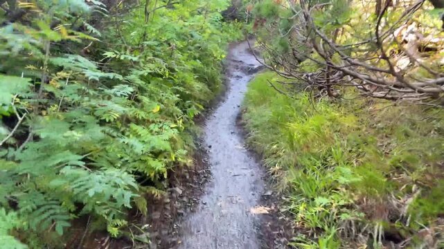 first person view walking on a hiking trail throug