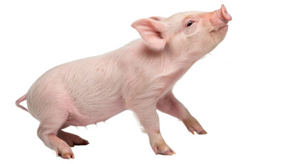 Mini pet pig, isolated on a transparent background PNG