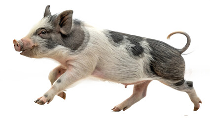 Mini pet pig, isolated on a transparent background PNG