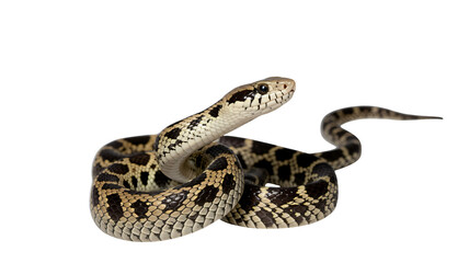 Fototapeta premium Intricate coiled snake displays striking scales and alert gaze