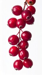 Close Up of Red Berries on a Branch Hanging Down Against White Background