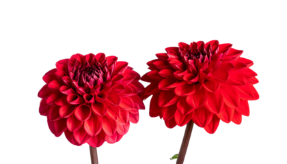 Set of Two Vibrant Red Dahlia Flowers Vector Illustration