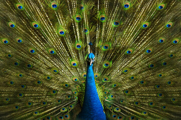 peacock with feathers
