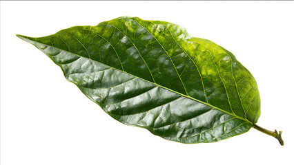 Obraz premium Vibrant and Glossy Cacao Leaf with Detailed Vein Network Isolated on White.