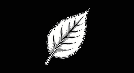 Isolated white leaf illustration on black background for design, sticker, poster, flyer, or greeting card purposes